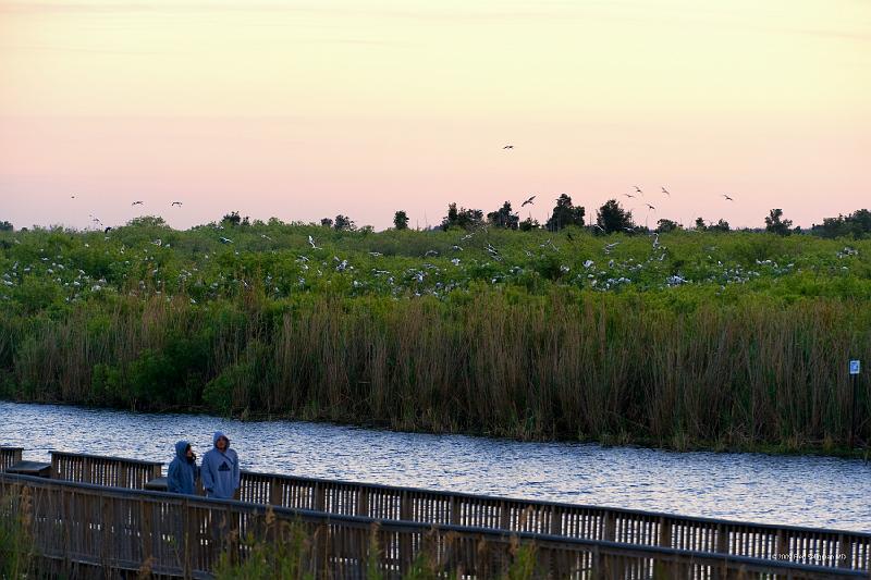 20090220_181541 D3 P1 5100x3400 srgb.jpg - Loxahatchee National Wildlife Preserve